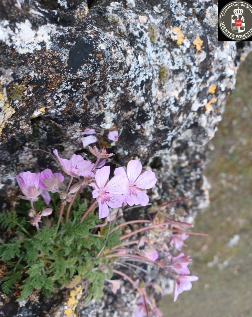 112cmadrid's tweet photo. 🌺 Tras las lluvias asoma la primavera como han captado las cámaras de los #AgentesForestalesCM 🌿

Florece Elodium Paularense (endemismo) mientras golondrinas y mosquiteros cazan insectos sobre las masas  de agua.

#ASEM112 https://t.co/ap5GwZ3qFD