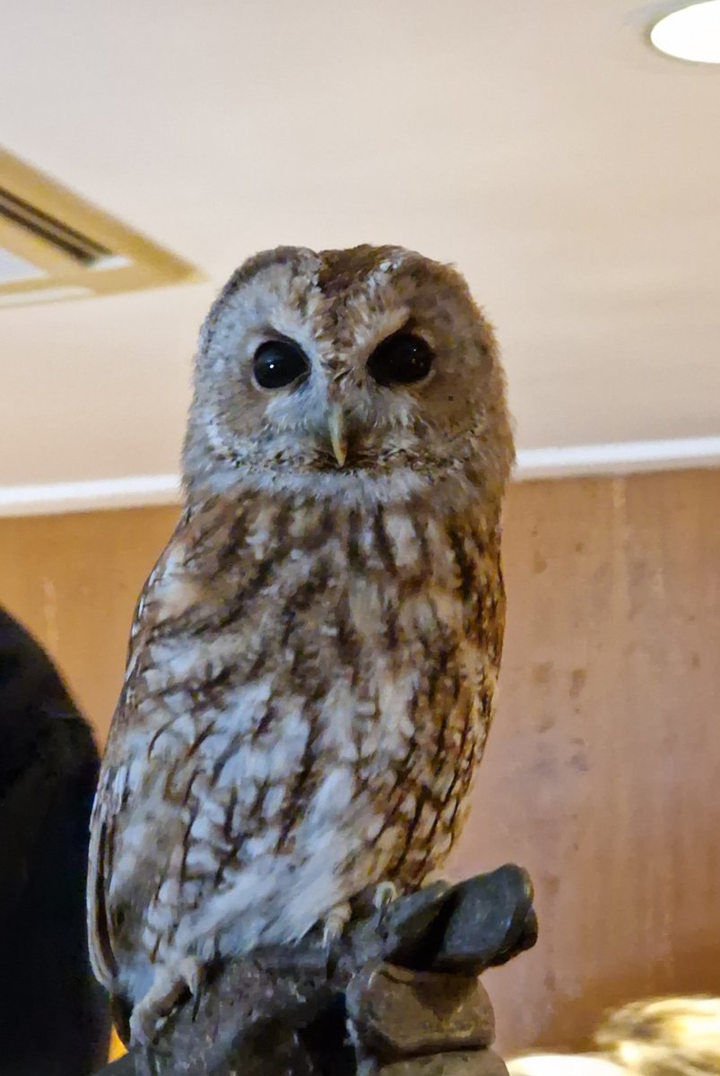 SG_STEM's tweet image. Our L5 students had a great time at the Birds of Prey show with Liberty's Owl, Raptor and Reptile Centre in Ringwood! We met some incredible birds and learned all about them:
•Little Owl 🦉
•Peregrine Falcon 
•Kestrel 
•Tawny Owl 
•White-Tailed Sea Eagle 🦅
#BirdsOfPrey