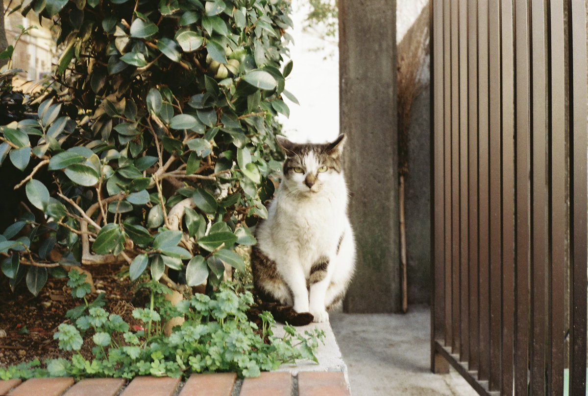hiiragisanaka's tweet photo. いつも逃げられるのに今日は撮れました。ありがとう猫さん
#contaxT #kodakgold200 #カメラのマリア堂現像 https://t.co/Jh8WxCoZdt