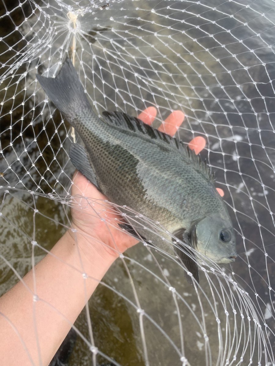 今朝、強風の中このサイズが2連したところで、竿の穂先折れにて撤退。
世の中、甘くないすね。