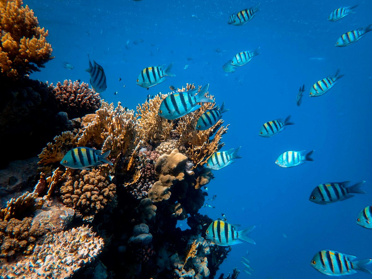 UNDecadeOceanIE's tweet photo. 🐚 From deep-sea discoveries to local conservation efforts, ocean science is shaping our future. The UN Decade Ocean Committee Ireland is bringing people together to create a healthier, more resilient ocean.

📢Learn more: https://t.co/wXlOQxTfKV

#UNDecadeOceanIRL #UNDecadeOcean https://t.co/B4FjNU5P4x