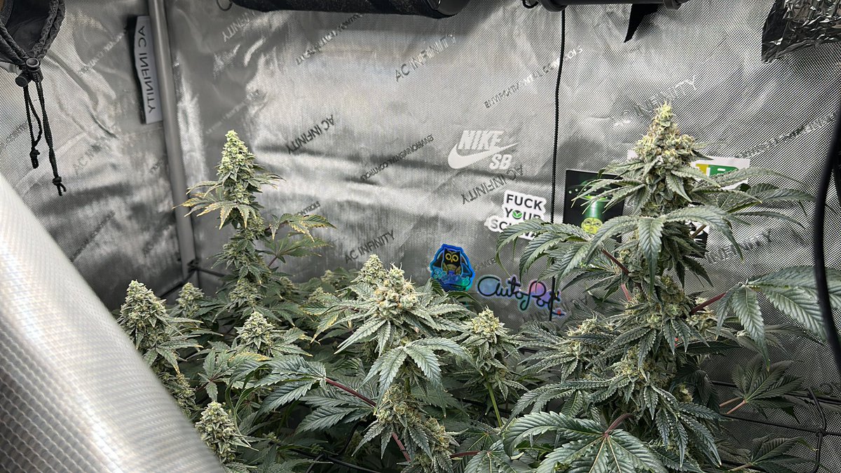 <a href="/LitFarms/">Lost In Translation</a> pineapple <a href="/justdigthisman/">Dr.allygator</a> 🔥