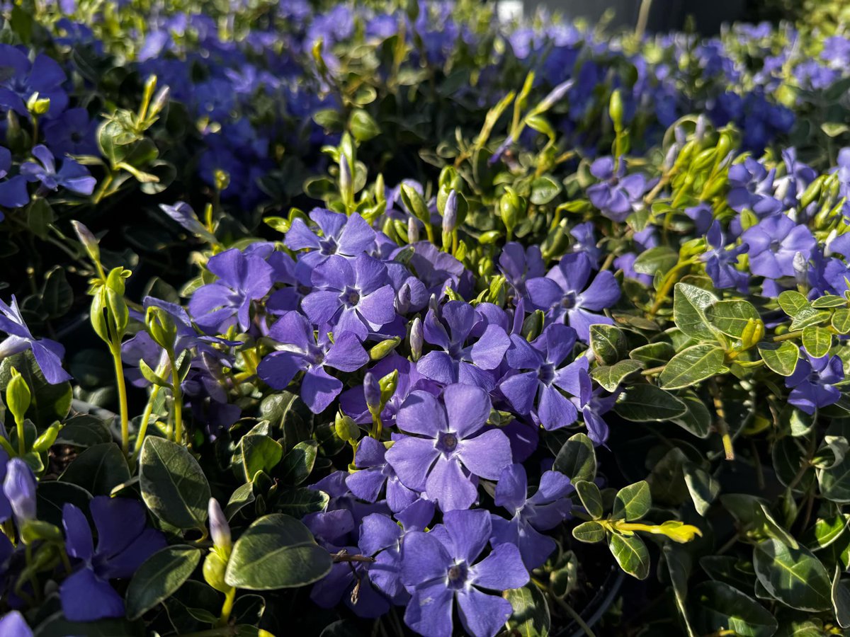 BernhardsPlants's tweet photo. So many #plants are bursting into life on the nursery. 

Remember that through April, we are offering 10% off plants on our nursery providing you are signed up to our mailing list.  Plus you could win £500 credit to spend on plants! Terms and Conditions apply. See previous tweet https://t.co/4wJrCtXsHE