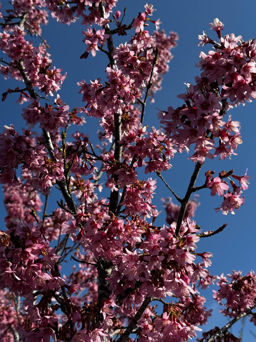 So many #plants are bursting into life on the nursery. 

Remember that through April, we are offering 10% off plants on our nursery providing you are signed up to our mailing list.  Plus you could win £500 credit to spend on plants! Terms and Conditions apply. See previous tweet