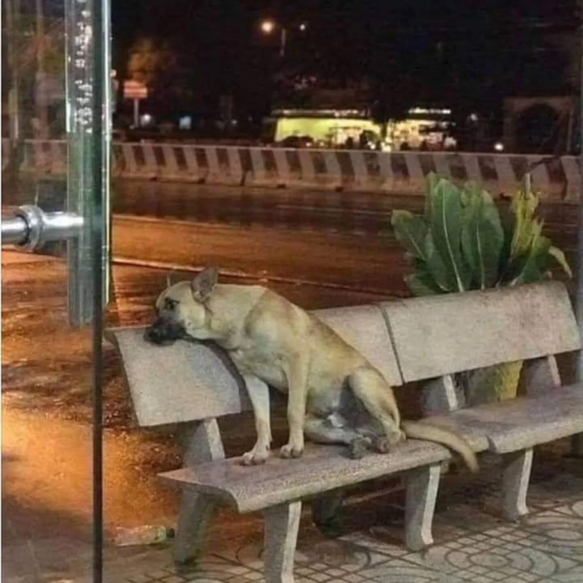 Sokaklardaki ,barınaklardaki mazlumlar ile empati yapmanın tam zamanı değilse, şimdiden büyük geçmiş olsun hepimize.‼️