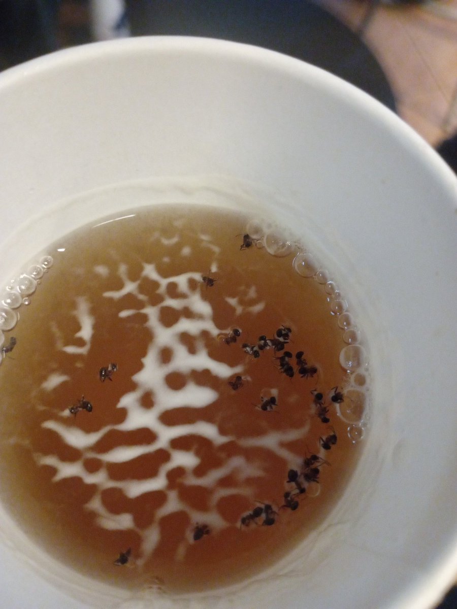 jodt_l's tweet photo. ptit thé aux fourmis du Crous la tcheam https://t.co/gThunnor1w