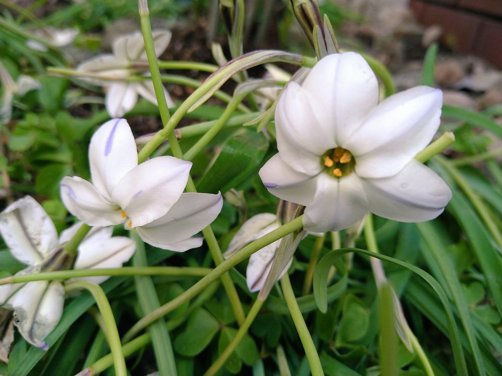 sougyokutei's tweet image. 【今日の花】ハナニラ。暑い本牧より。#flowers #plants #Springstar #Yokohama #Japan