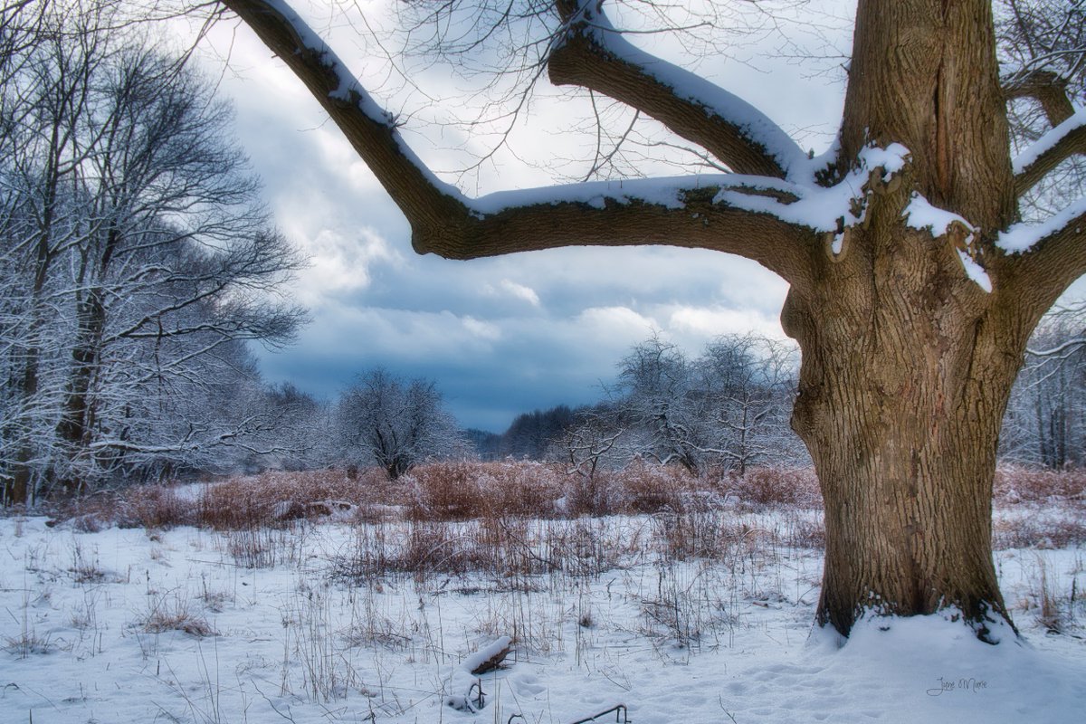 Happy #ThickTrunkTuesday
#photography #photographyisart #photographylovers #scenic #tree #winter