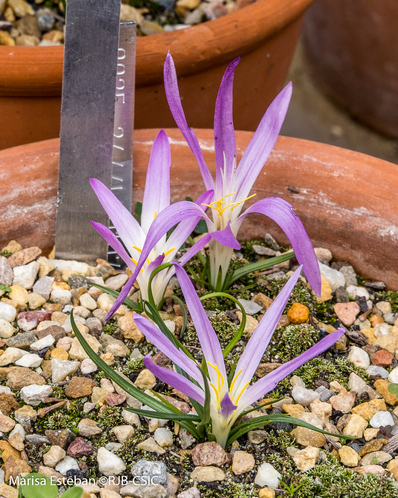 Géneros ibéricos de familia Liliaceae en el <a href="/RJBOTANICO/">REAL JARDÍN BOTÁNICO</a> <a href="/CSIC/">CSIC</a> (2)
5. 𝘍𝘳𝘪𝘵𝘪𝘭𝘭𝘢𝘳𝘪𝘢 
6. 𝘎𝘢𝘨𝘦𝘢 
7. 𝘏𝘺𝘢𝘤𝘪𝘯𝘵𝘩𝘰𝘪𝘥𝘦𝘴 
8. 𝘔𝘦𝘳𝘦𝘯𝘥𝘦𝘳𝘢 
#12Plantas12Meses #270AniversarioRJB