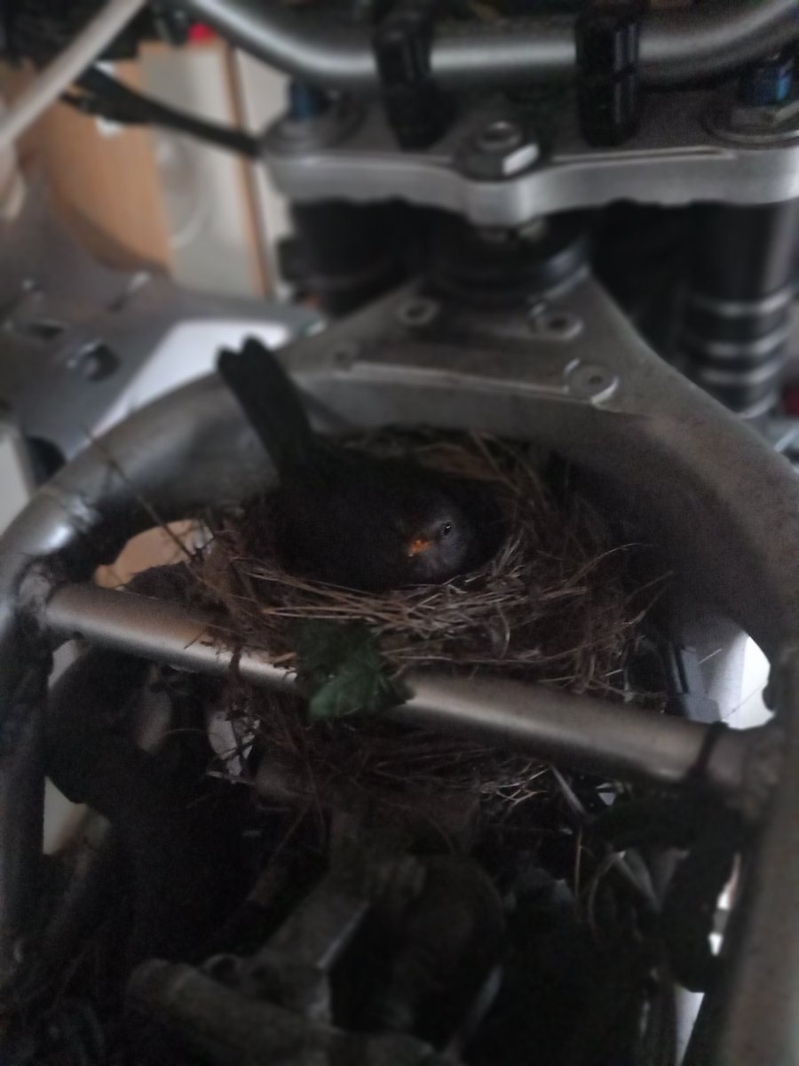 TLSMoose's tweet photo. @sarajcox My motorbike is in my shed, this is on my motorbike ...... https://t.co/OAJylp9ghw