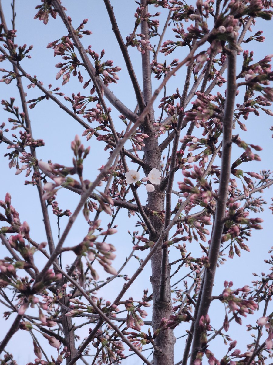 My Yoshino Cherry tree survived its first winter! I was so worried it wasn't going to survive its first year after being planted.