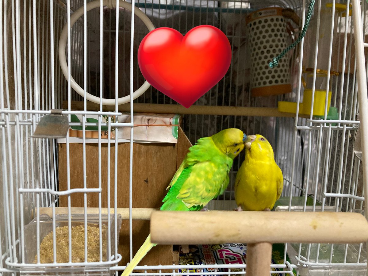 Tuchin1309's tweet photo. 無事生まれたようです🐣❣️
長介くんからご飯もらう長子ちゃん🦜
おめでとう🎉
#インコ https://t.co/MyDdgW6eHx