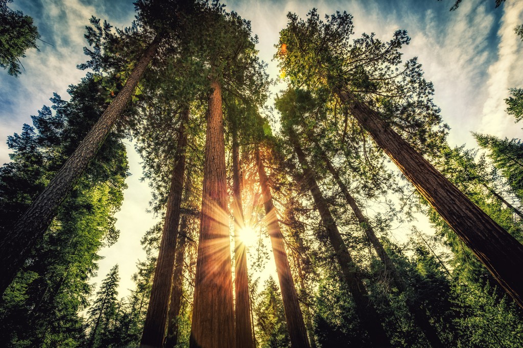 Mercy_Village's tweet photo. The kingdom of God: unstoppable yet patient, powerful yet humble. Like a tiny seed growing into a mighty tree, Jesus embodies this paradox. He doesn't rush or force, but gently nurtures the broken and weary. In His humility and compassion, we find hope and transformation. https://t.co/b87fRB1V6L