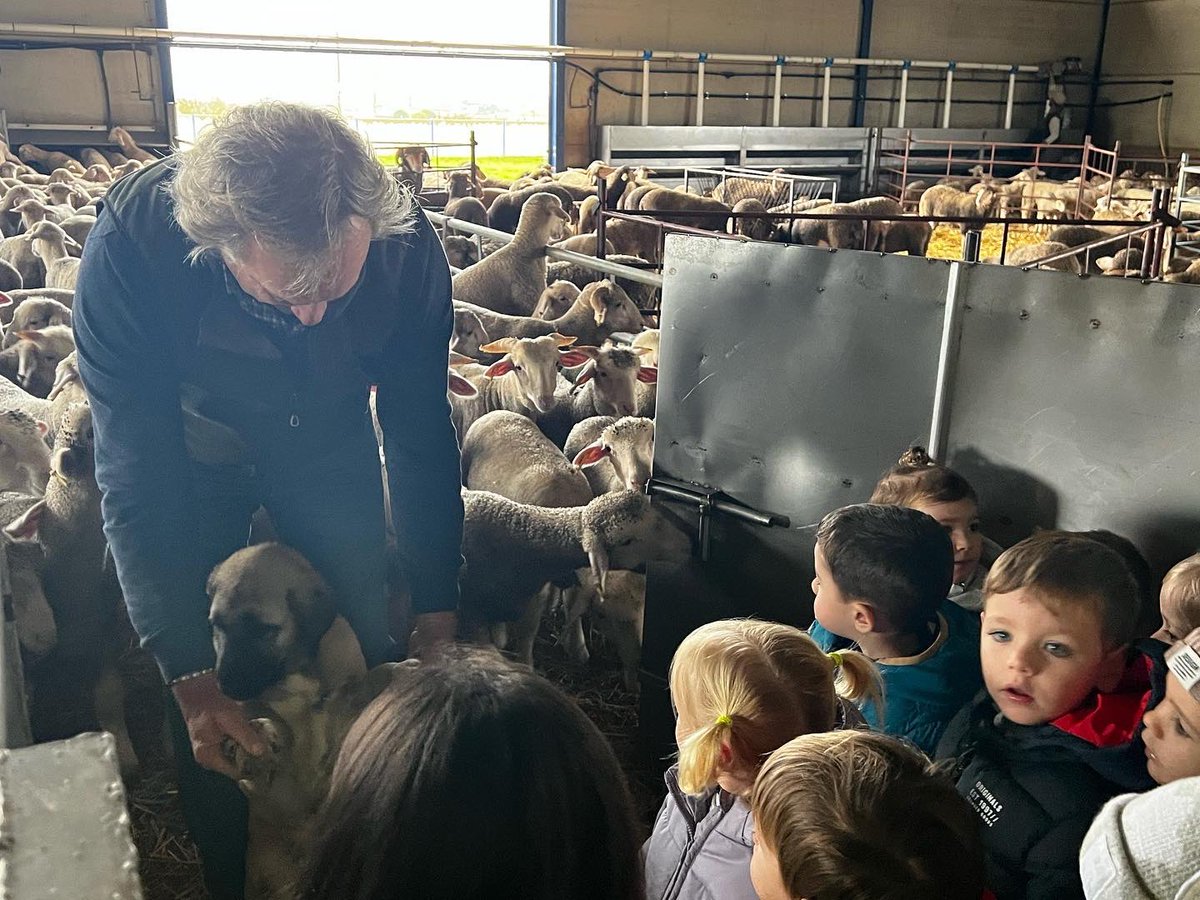 Merino Spain tweet media