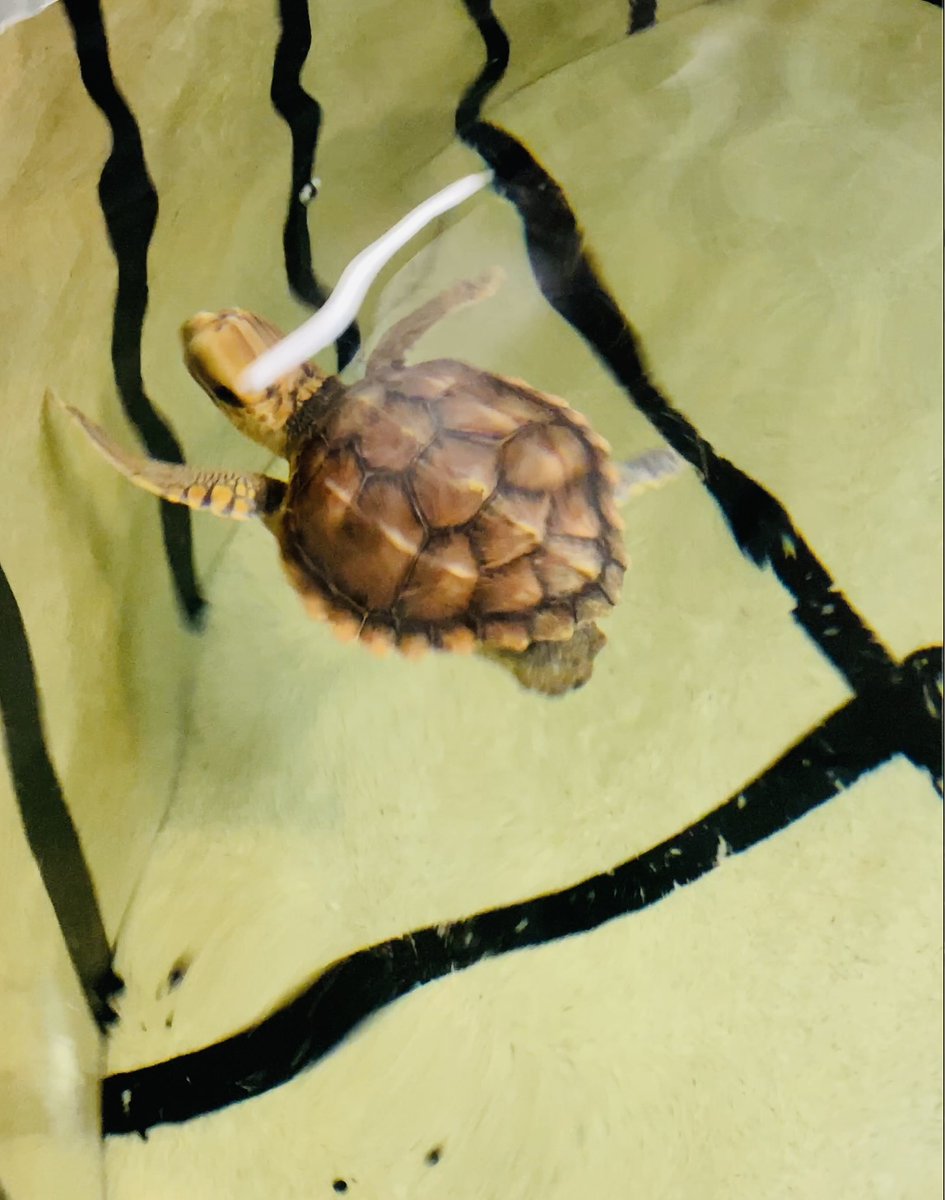 Sendatze-bidean dauden itsas dortokak.
Tortugas marinas en recuperación 

#donostiasansebastian #aquariumss
