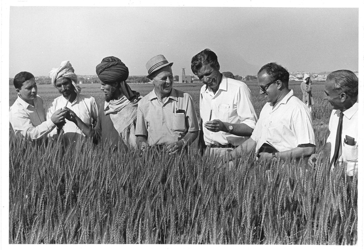 #rememberingborlaug Remembering Dr. Borlaug on his 111th birthday. Throwback to a time when food security was a prioritized goal, with policies based on science and facts.