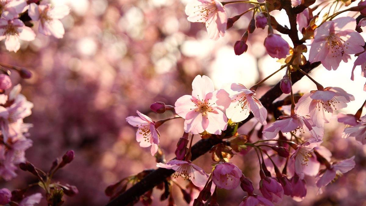 京都 淀水路の河津桜（2025.03.23）