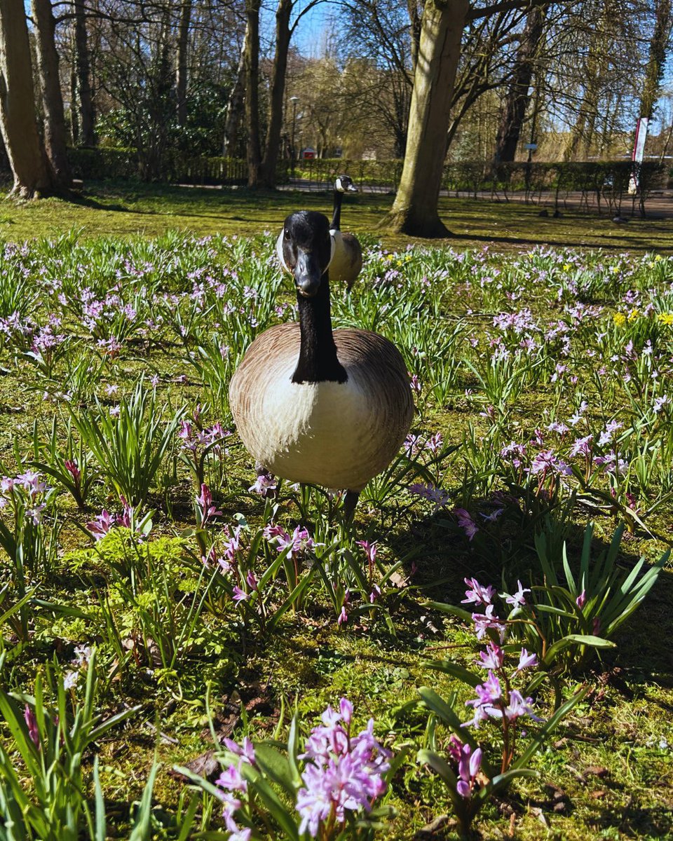 York for Life tweet media