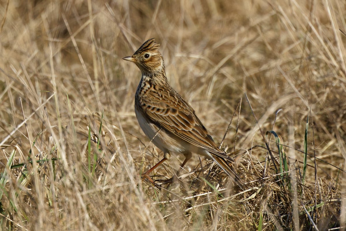 Michael80798575's tweet image. Skylark seen in sandwell Valley @Natures_Voice @RSPBbirders @RSPBEngland @RSPBSandwell @BBCSpringwatch @WestMidBirdClub #skylark
