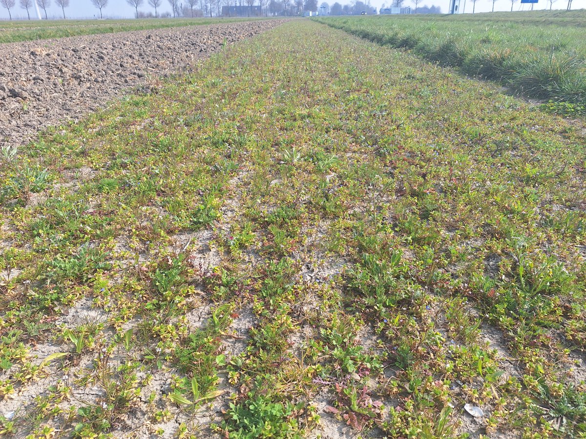 Bij <a href="/BoerderijvandeT/">BoerderijvandeToekomst</a>  gebruiken we bloemenstroken om de FAB te vergroten. Ze verfraaien het landschap en bieden voedsel en schuilplaats aan insecten🐞. Het goed laten aanslaan blijft een uitdaging🌱. We gaan opnieuw zaaien welke soorten mogen volgens jullie niet ontbreken? 🍀