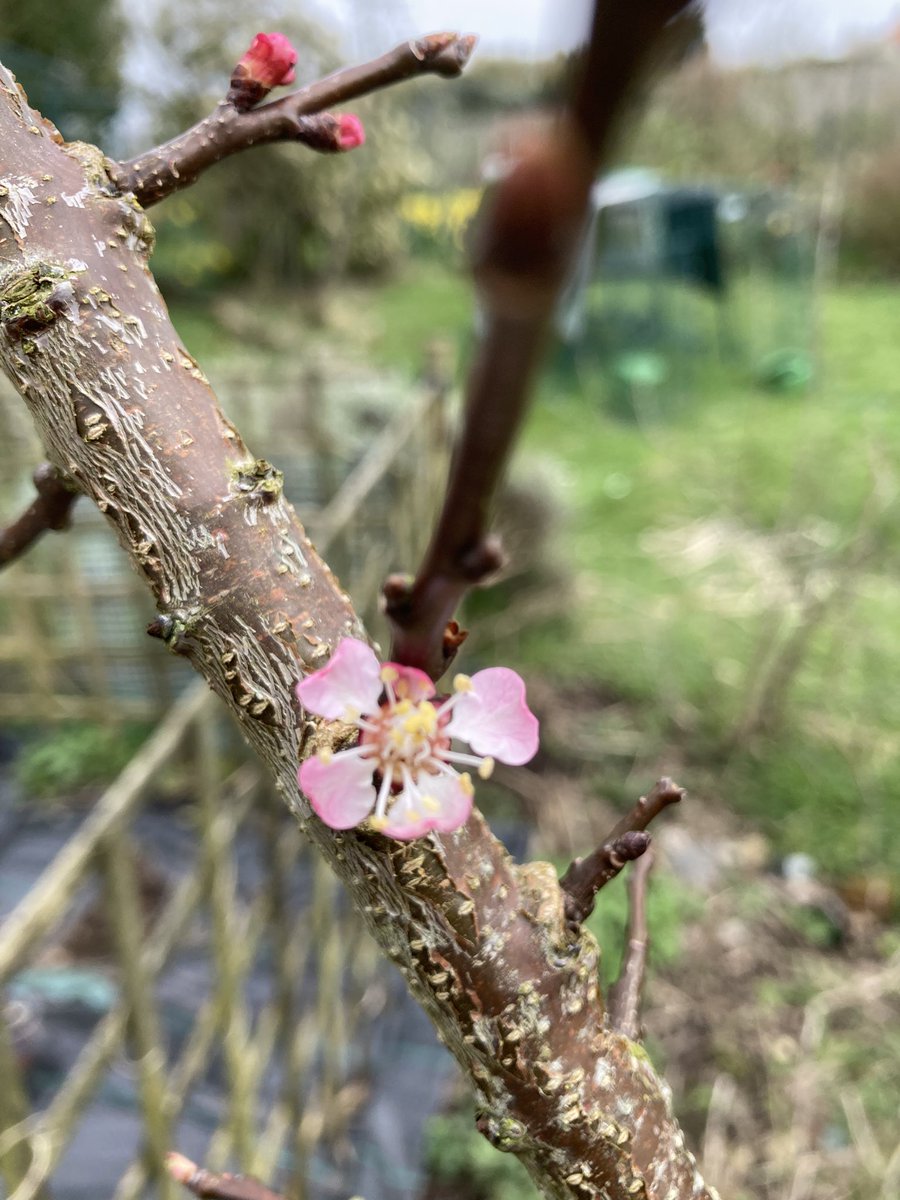 Grumpyjsymum tweet media