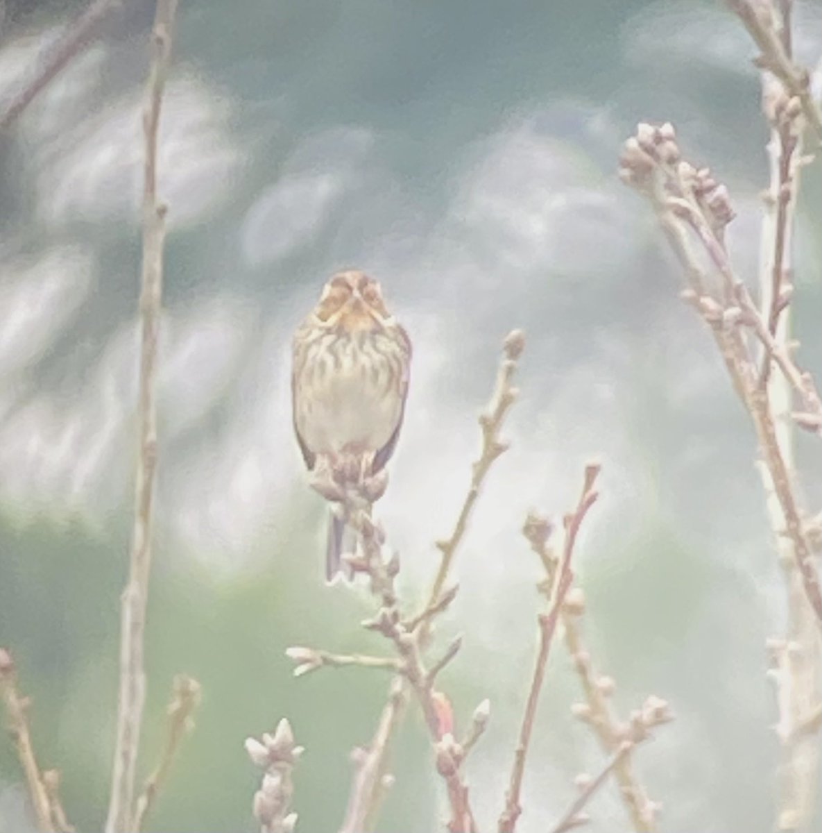 After 10 goes finally got <a href="/EdBirder/">EdSurreyBirder</a>’s Little Bunting. What a cracking little thing it is. <a href="/SurreyBirdNews/">SurreyBirdClubNews</a> Thanks Ed. 4 Brambling still present.