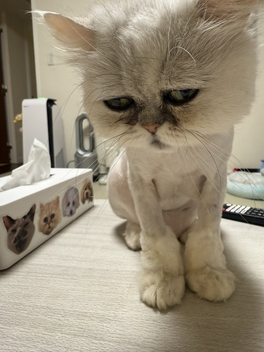 病院から帰ってきた猫