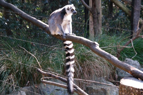 errai2001's tweet photo. ワオキツネザル
埼玉県こども動物自然公園
#ワオキツネザル #キツネザル #ringtailed #埼玉県こども動物自然公園 #動物公園 #動物 #animal #zoo
🐫 https://t.co/f4ECbwK63B