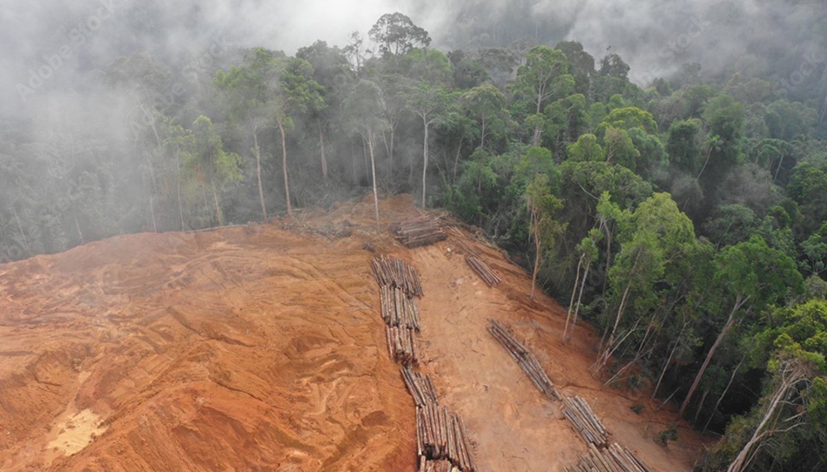 #BoletínUNAM Los bosques de niebla en México están amenazados por la deforestación y el cambio climático: #ExpertosUNAM encabezaron estudio publicado en <a href="/ScienceMagazine/">Science Magazine</a> &gt; bit.ly/4hOgN41