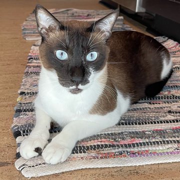 sachikoko's tweet photo. 🎉🥳🎊YAY! After 373 Days, Sweet 2.7YO Siamese Mix Kitty CADBURY Has Finally Been Adopted!🎉🥳🎊
➡4 INFO https://t.co/onQ3qnO7zF
❤Thank You 4 Sharing❤
@givemesheltersf #RehomeHour #US #cats https://t.co/bcM253jDn9