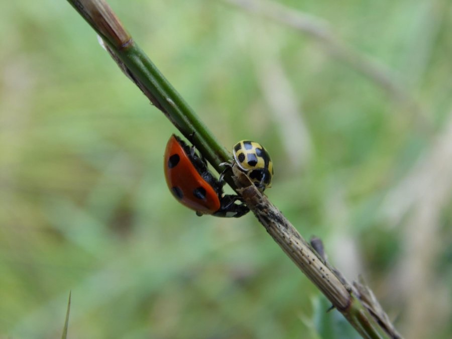 🚨Dataset Update🚨

Our Ladybirds of Ireland Dataset has just recently been updated and now has 19,514 across 34 species: maps.biodiversityireland.ie/Dataset/255

All of this data will be used to inform our Ladybird Atlas 2025 project. 

#LadybirdAtlas2025