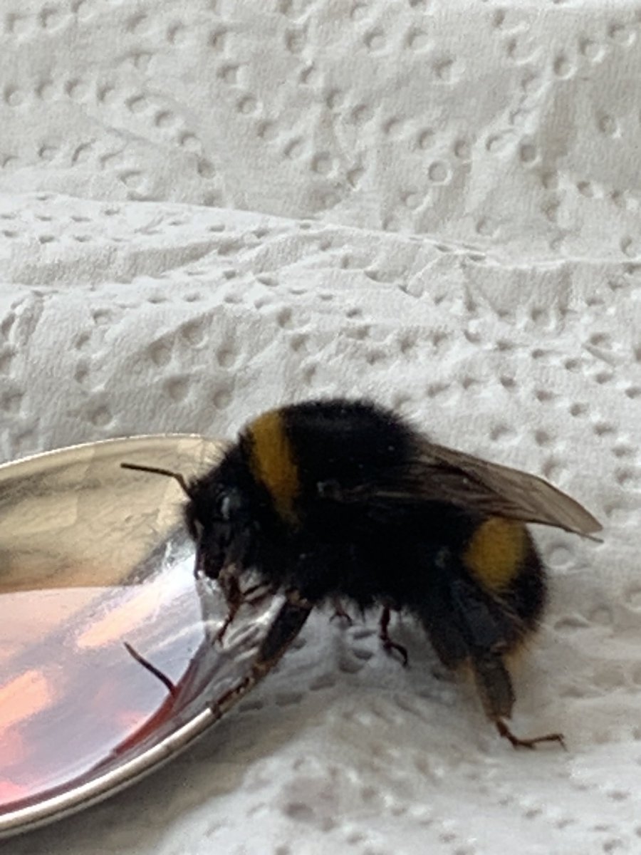 Just found in the garden, she’s cold &amp; groggy, so, quick pit stop inside for refreshments and a warm up.
Before finding her somewhere cool to await the warmer weather 🐝