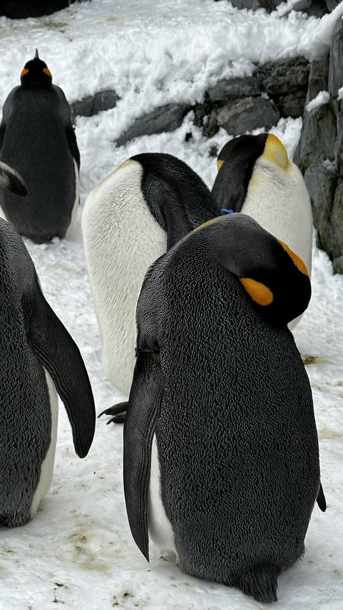 YNetLabo's tweet image. #旭山動物園 #キングペンギン 

かんわいい