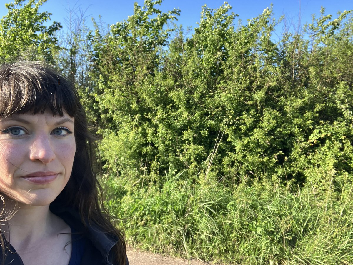 Danica Priest🦇🦎🦇🦎🍃💚🍃 tweet media