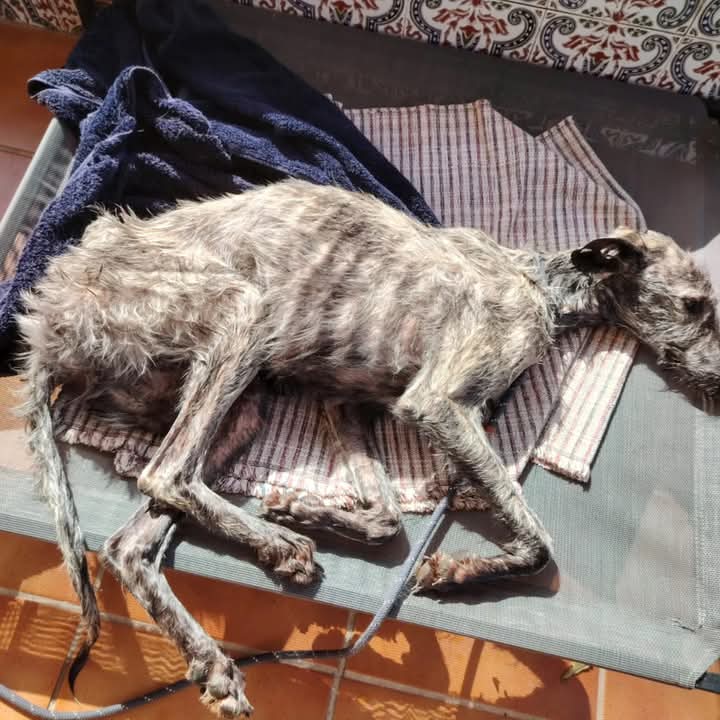areagossosbdn's tweet photo. ⚠️MALTRATO ANIMAL⚠️
La protectora de la localidad de Torrijos #Toledo, gestionada por una veterinaria, a sido denunciada públicamente por presuntos casos de #MaltratoAnimal.
El galgo que se le entregós así (foto 1)
lo dejo en estas condiciones
(foto 2)
https://t.co/ga8LS2vgt8 https://t.co/EVoIdYF2Ye