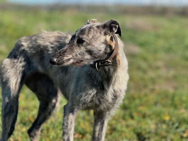 areagossosbdn's tweet photo. ⚠️MALTRATO ANIMAL⚠️
La protectora de la localidad de Torrijos #Toledo, gestionada por una veterinaria, a sido denunciada públicamente por presuntos casos de #MaltratoAnimal.
El galgo que se le entregós así (foto 1)
lo dejo en estas condiciones
(foto 2)
https://t.co/ga8LS2vgt8 https://t.co/EVoIdYF2Ye