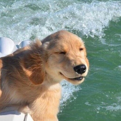 pawdyboo's tweet image. เย้ย วินเย่ม55666766666566 🐶🌊