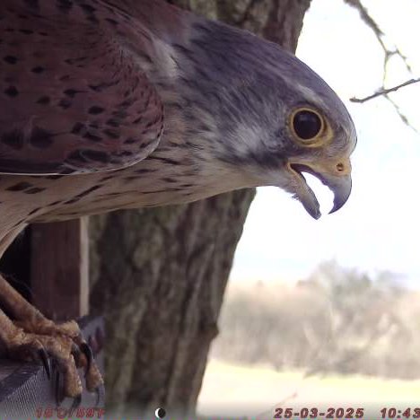 Francis Buner (@fbuner) on Twitter photo Last night a #tawnyowl inspected one of the tree #kestrel boxes I put up for a new conservation science project. This morning, the rightful owner of the #nestbox reported a break in...
Remote cameras by <a href="/PerdixDigital/">Perdix Digital</a> <a href="/Perdixwildlife/">Perdix Wildlife Supplies</a> Last night a #tawnyowl inspected one of the tree #kestrel boxes I put up for a new conservation science project. This morning, the rightful owner of the #nestbox reported a break in...
Remote cameras by <a href="/PerdixDigital/">Perdix Digital</a> <a href="/Perdixwildlife/">Perdix Wildlife Supplies</a>