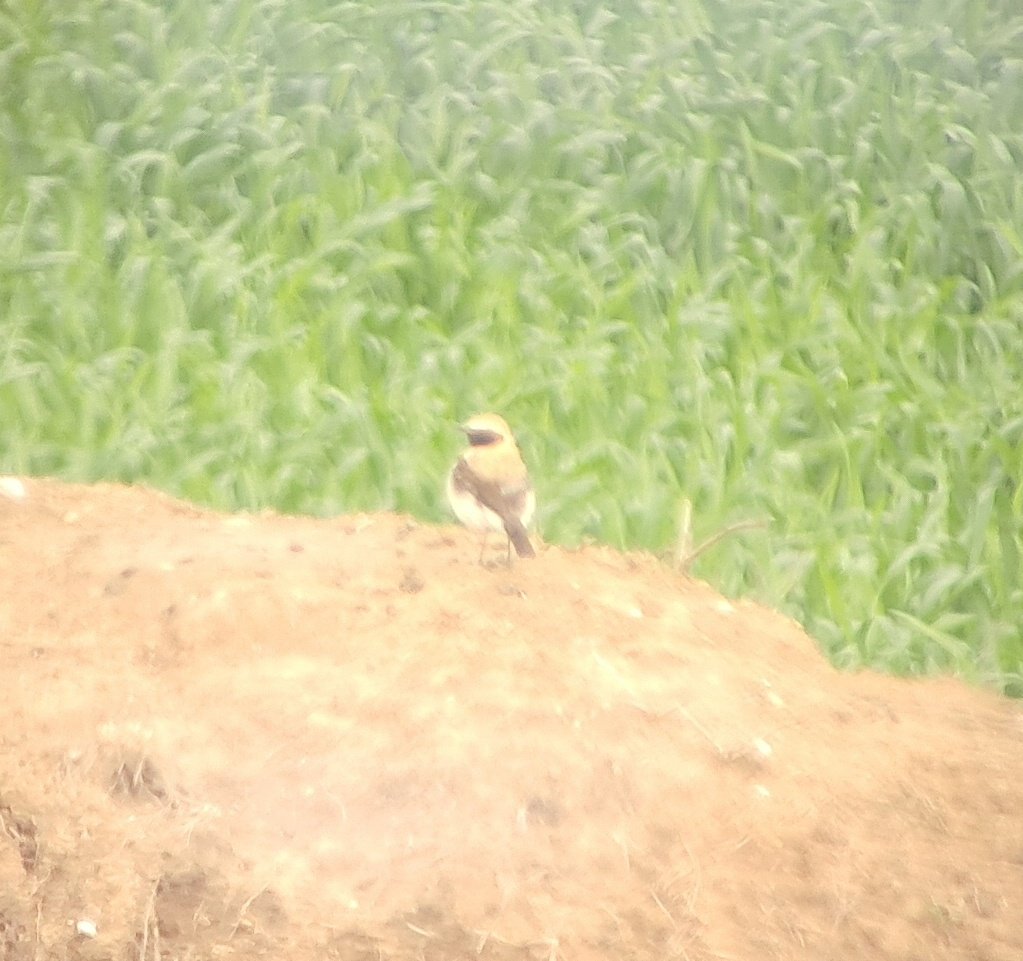 Feia anys que el buscava en pas per la plana del Vallès, ahir en van veure un i a dos o tres llocs més de Catalunya i he pensat: "Al Pla de Reixac he d'anar". I quan arribo em trobo un company que em diu: He vist un còlit ros x allà i ale!!! Tb piules arbres, cotxa cuaroja...