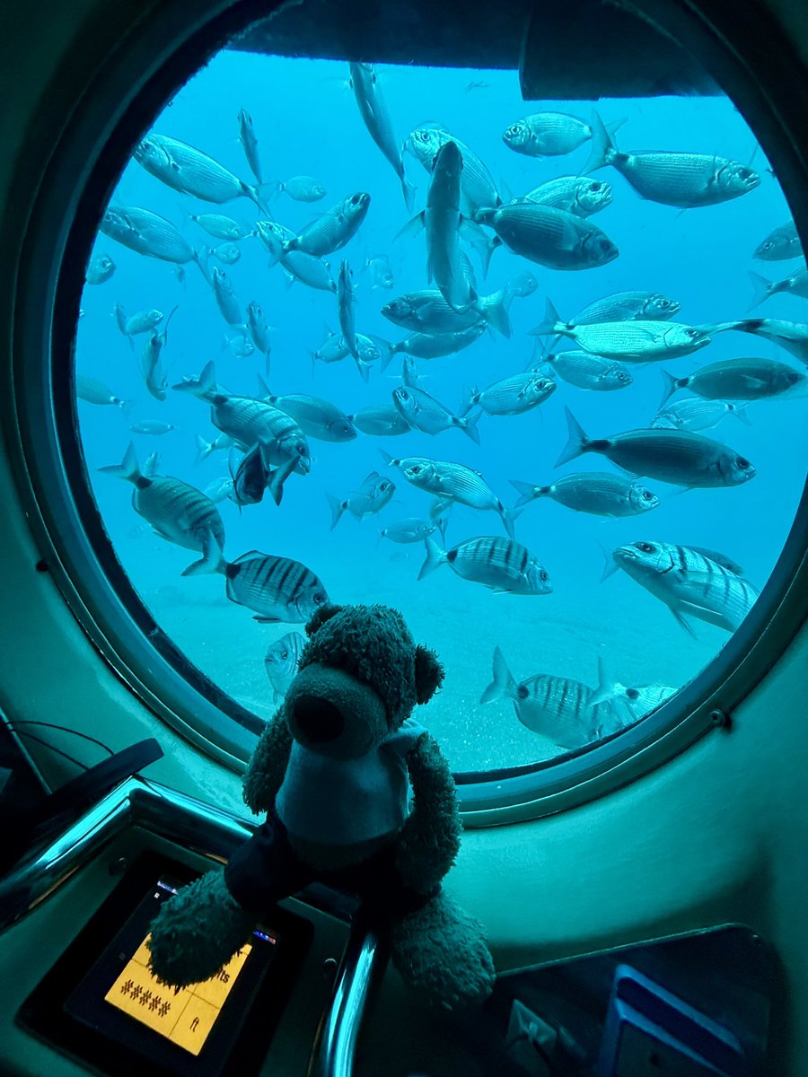 Alsa_dat's tweet image. Candy was this close to rerouting the submarine to the Mariana Trench. Crisis averted. For now!!
@SubmarineSafari Huge thanks to the kind captains who welcomed her onboard like a true VIP! 🧸
#submarinesafaris #cybercandy