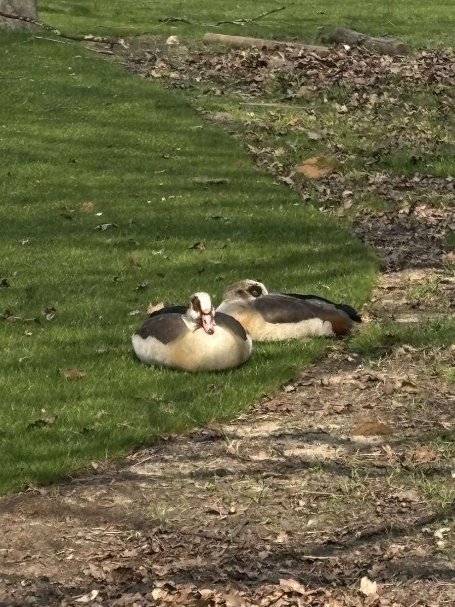 menywddig's tweet image. Hyde park в Лондоне огромен! По площади как половина моего городка в Уэльсе.