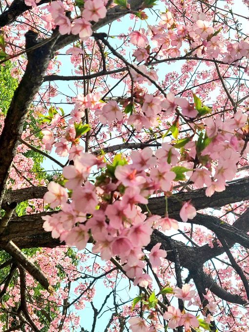 シュゼンジ桜もだけどしだれ桜も満開近かったもうそろそろ青空ランチがしたい#毎日春ウォーキング#桜パトロール 