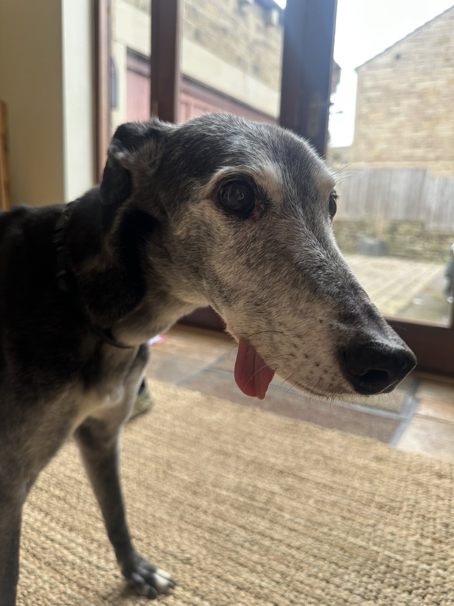 Here’s Gracie. Miraculously not dead yet.
