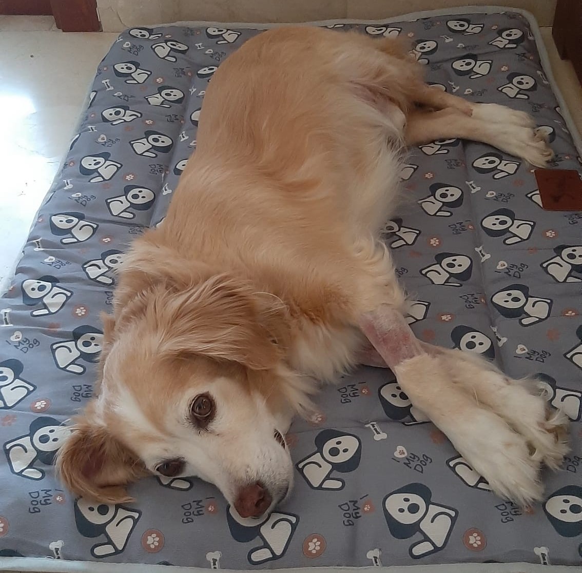 He tenido muy malito al perro. 4 días en el hospital de mascotas

¿Quién ha sacado tajada? La "Marichús": 250 euros de IVA (21%) para que Sánchez se los gaste en comprar votos

A estos animalistas de postín no les interesa el bienestar de los animales sino aprovechar su desgracia