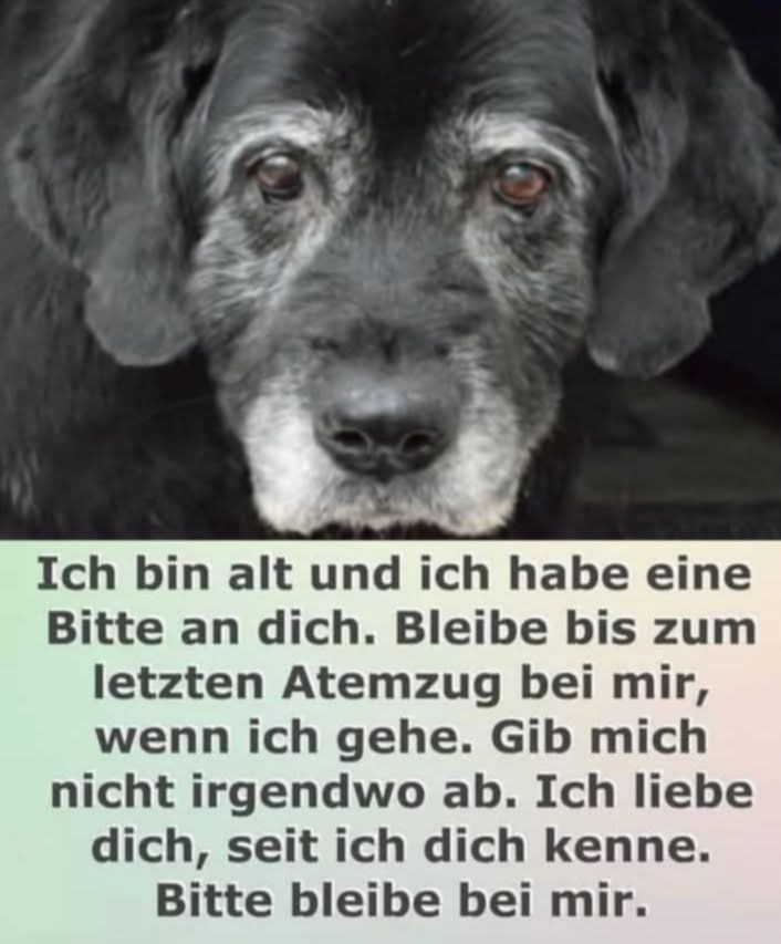 TIERE SIND FAMILIENMITGLIEDER, BLEIBT IN GUTEN ABER AUCH IN SCHLIMMEN ZEITEN BIS ZU IHREM LETZTEN ATEMZUG BEI IHNEN!💗