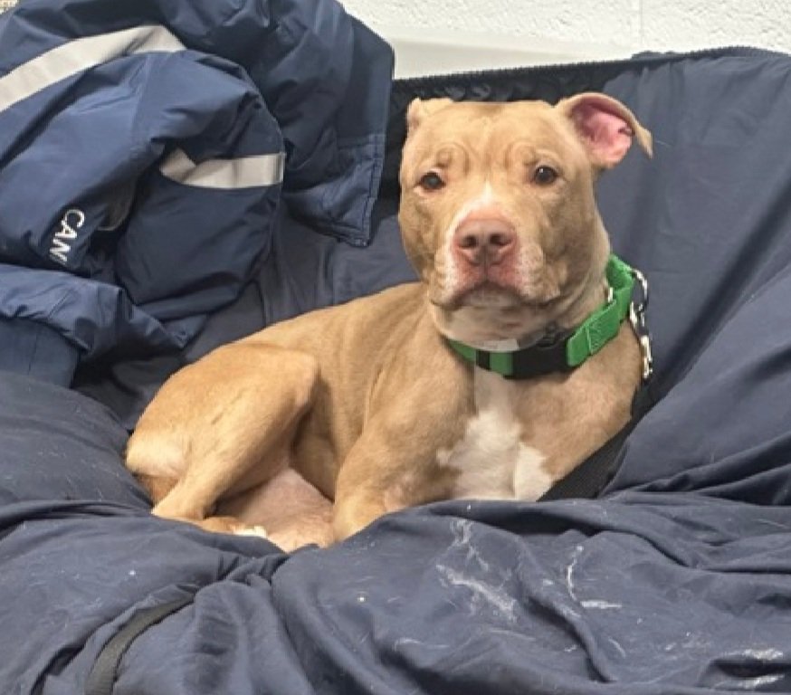 Potatoes 217632
Kill Command 
#NYCACC 
She is a cute 6 yr old
Great leash walker
Likes stuffies
Takes treats gently
Needs exp all adult home 
Please help save Potatoes!
#Pledge4Rescue #foster #adopt