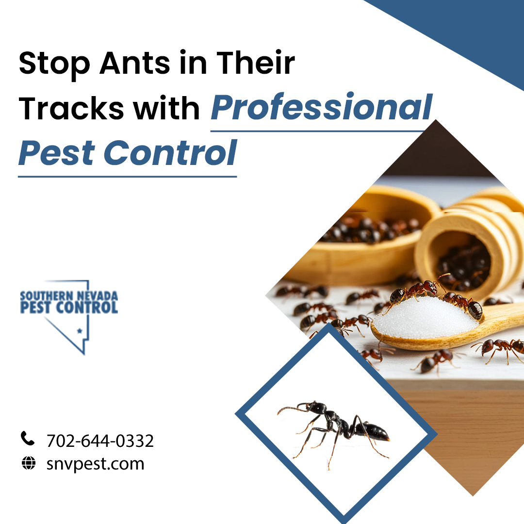 SNVPest's tweet image. 🐜 Ants taking over your home?
Southern Nevada Pest Control offers fast, effective ant control to keep your space ant-free! ✅ Safe for pets &amp;amp; family.

📞 702-644-0332
🌐 snvpest.com

#AntControl #PestControl #SouthernNevadaPestControl #HomeProtection