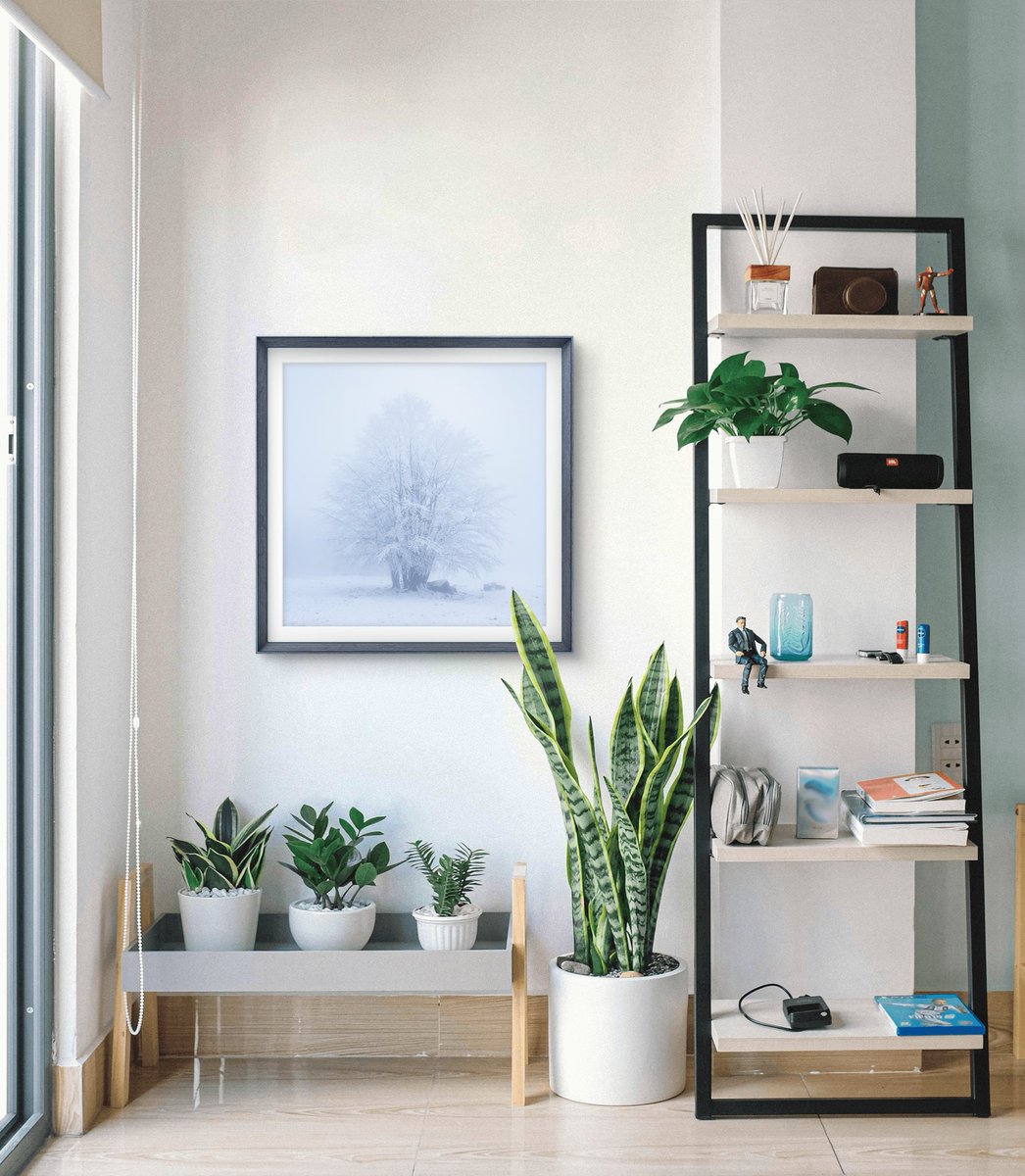 🍃 Winter Tuft ❄️

While waiting to see them shine emerald, another shot of the beautiful beech trees of the Beigua Park, covered in hoarfrost. 

Do you want to bring this magic into your spaces? Prints available on request - DM for info or link in bio!

#InteriorDesign #nature