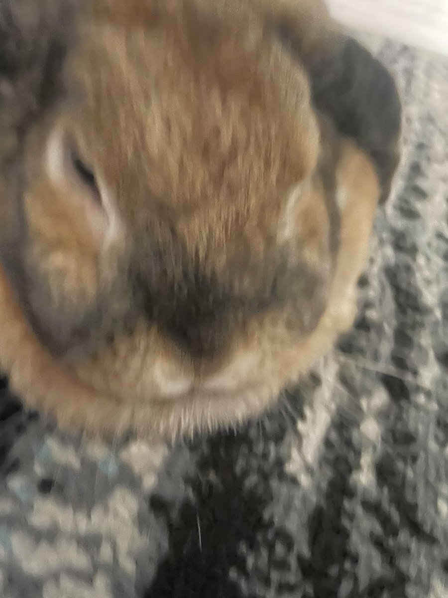 cinnamon roll 🍞 tweet media
