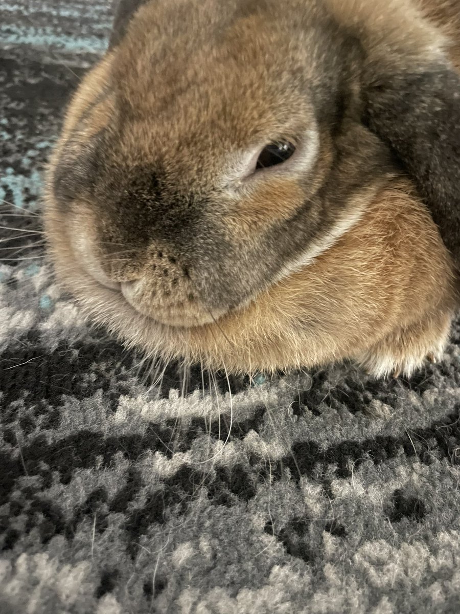 cinnamon roll 🍞 tweet media